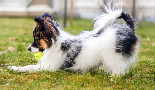 Hau-Hau Champion koira leikkii pallolla