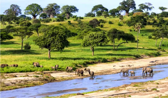 Tansanian metsät ja eläimet, ilmastokompensaatio
