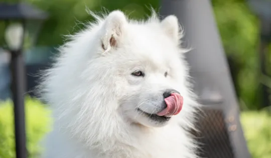 Hau-Hau Champion koira nuolee huuliaan
